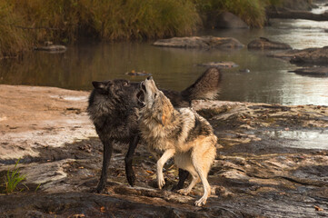 Grey Wolves (Canis lupus) Tussle on Rock on Side of River Autumn