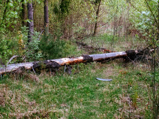 bright greenery in the spring forest