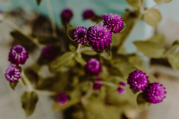flower, nature, garden, plant, pink, purple, spring, blossom, flowers, green, lilac, beauty, bloom, summer, blooming, flora, floral, bush, petal, leaf, beautiful, macro, leaves, field, lavender