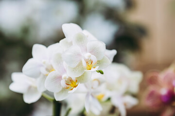 Fototapeta na wymiar Close up sur des fleurs d'orchidée blanche