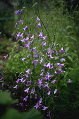 flowers in the garden