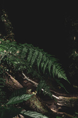 Ferns and waterfalls