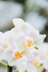 Fototapeta na wymiar Close up sur des fleurs d'orchidée blanche