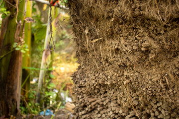 The dried jute sticks are piled up. In Bangladesh jute is called golden fiber. The high-quality paper is made with jute sticks.