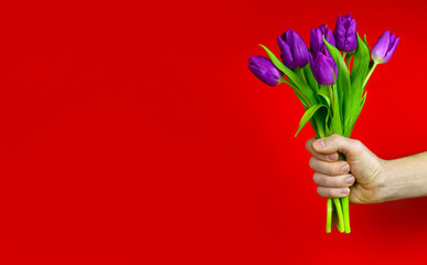 man's hand holds a bouquet of purple tulips. Greeting card for Mother's or Valentine's Day. Copy space for text