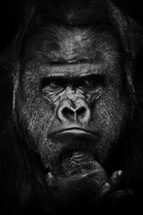 Obraz premium Heavy gaze of strong dominant male gorilla, face close up