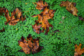 USA, Washington State, Olympic National Park. Clover and maple leaves covered in rain.