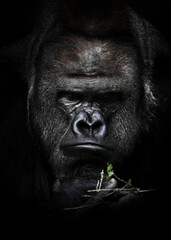 Sad and heavy reflections of a strong male gorilla over a green twig remind of the problem of the extinction of gorillas in Africa