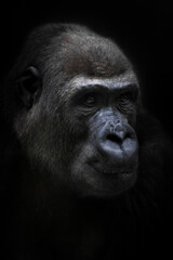 Calm female anthropoid gorilla calmly looks into the distance, portrait
