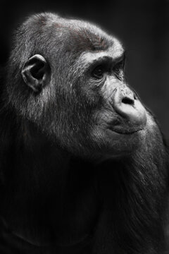 Face Of A Female Gorilla Monkey Half-turned In Profile, Beautiful Strong Female