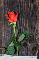 Rose an Holzwand - originell