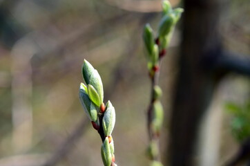 Junge Triebe an einem Zweig