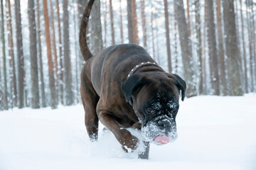 A boxer dog in a snowy forrest. 