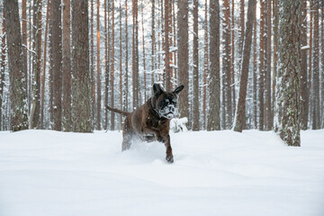 A boxer dog in a snowy forrest. 