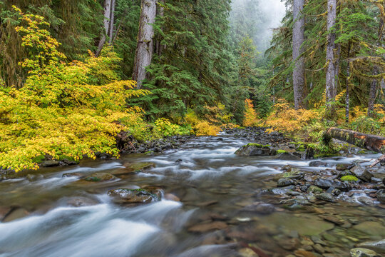 USA, Washington State, Olympic National Park. Vine maples and Sol Duc River in autumn.