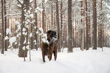 A boxer dog in a snowy forrest. 