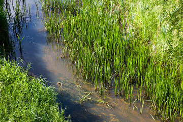 dirty water in a lake or river