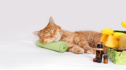 Sleeping cat on a massage towel. Also in the foreground are bottles of aromatic oils out of focus. Selective focus. Concept: massage, aromatherapy, body care, cat grooming.