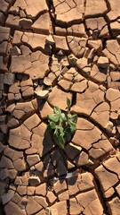 cracked earth