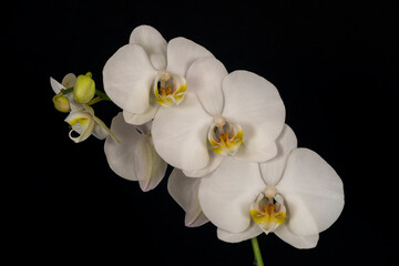 USA, Washington State, Bellingham. Close-up of phalaenopsis orchid.