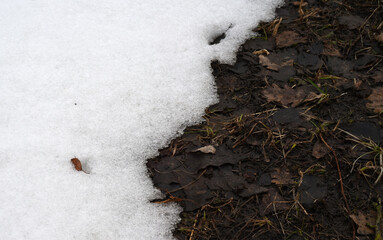 Spring. Thawed snow. Loose melting snow and nearby thawed earth with last year's grass, foliage and new sprouts breaking through.