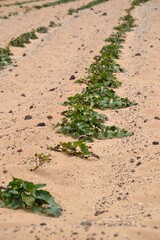 Agriculture in Lanzarote
