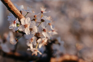 Spring flowers. Beautifully blossoming tree branch. Cherry and sun with a natural colored background.