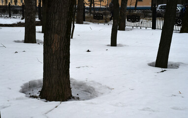 Spring. The snow melts. Near the tree trunks, thawed areas were formed. Horizontal photo.