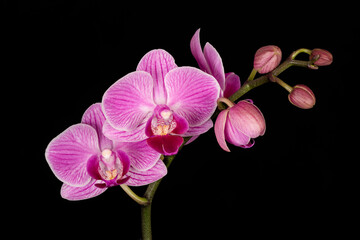 Fototapeta na wymiar USA, Washington State, Bellingham. Close-up of phalaenopsis orchid.
