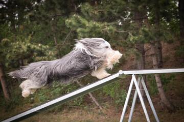 Dog Bearded Collie in agility balance beam.  Amazing day on czech agility competition. They are middle expert it means A2.