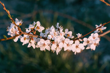 Branch of apple trees with delicate pink flowers on a background
