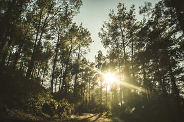 Beautiful forest in spring with bright sun shining through the trees