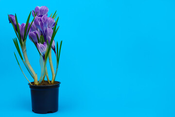 Purple crocus flower in a black pot on a blue background