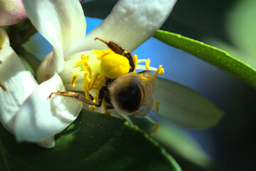 abejas buscando y polinizando flores, flores de limon blanca