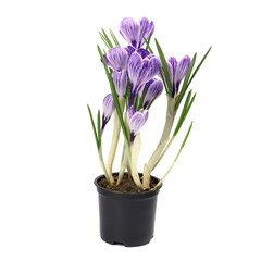 Purple crocus flower isolated on white background