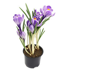 Purple crocus flower isolated on white background