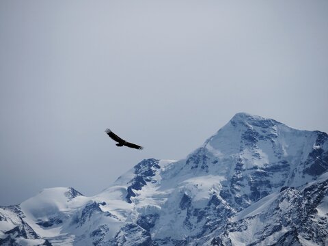 Flying Eagle Soaring High Over Snowcapped Mountains