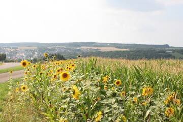 Sonnenblumen. Sonnenblumenfeld.