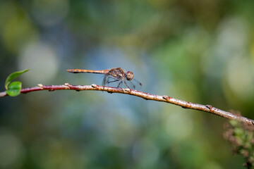 Gemeine Heidelibelle - Sympetrum vulgatum