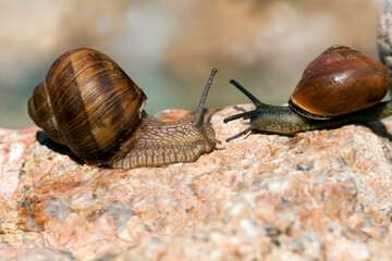 grape snail crawling on its territory
