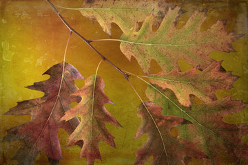 USA, Washington State, Seabeck. Autumn oak leaves close-up.