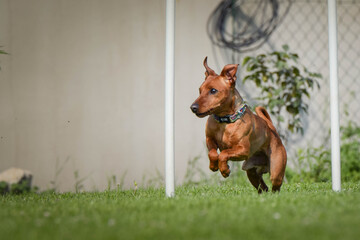 Crazy Miniature Pinscher is running on czech agility competition slalom. Prague agility competition in dog park Pesopark.