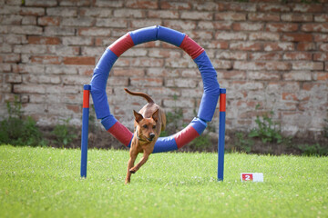 Crazy Miniature Pinscher is jumping in tyre. Amazing day on czech agility privat training