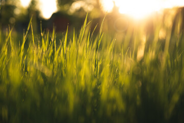 Sunlit grass during sunset. - 421337275