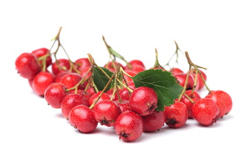 Hawthorn or common hawthorn or Crataegus monogyna berries isolated on white background
