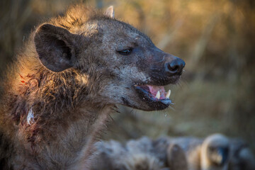 Hyena in Kruger national park, South Africa.
