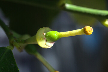 frutos de limon creciendo, pequeños frutos de limon