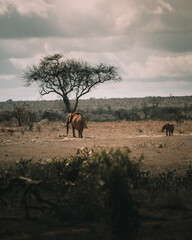 Kenia safari