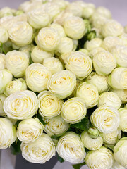 Obraz na płótnie Canvas Beautiful white peony-shaped bush roses. Delicate spring bouquet of white flowers, romance