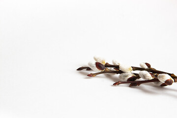 on a white background willow twigs with fluffy buds © Volha